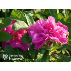 Rosa rugosa Red Foxi® - Rosa rugosa - 
