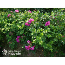 Rosa rugosa Red Foxi® - Rosa rugosa - 