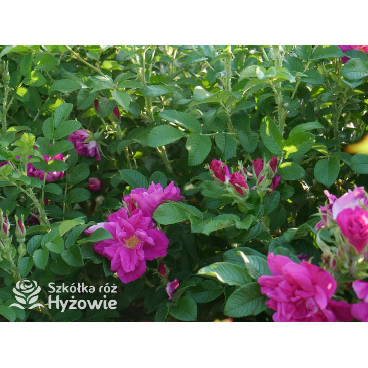 Rosa rugosa Red Foxi® - Rosa rugosa - 