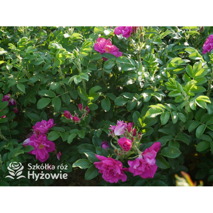 Rosa rugosa Red Foxi® - Rosa rugosa - 