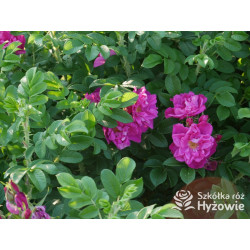 Rosa rugosa Red Foxi® - Rosa rugosa - 