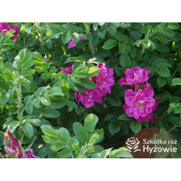 Rosa rugosa Red Foxi® - Rosa rugosa - 