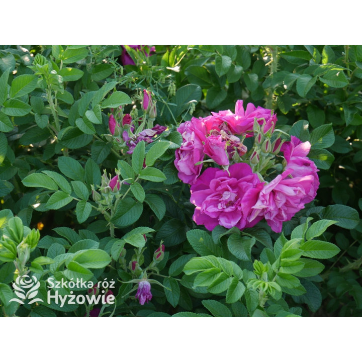 Rosa rugosa Red Foxi® - Rosa rugosa - 