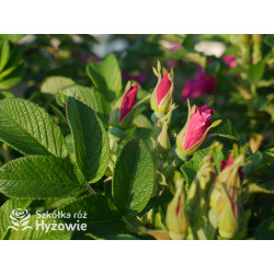 Rosa rugosa Red Foxi® - Rosa rugosa - 