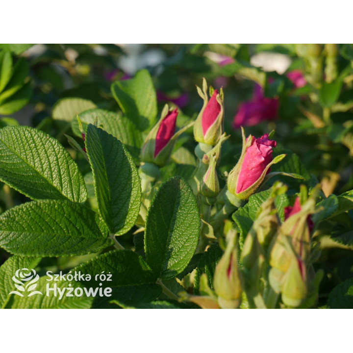Rosa rugosa Red Foxi® - Rosa rugosa - 
