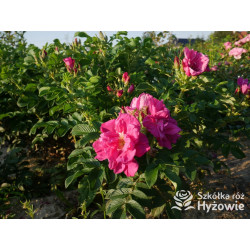 Rosa rugosa Red Foxi® - Rosa rugosa - 