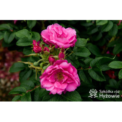 Rosa rugosa Red Foxi® - Rosa rugosa - 