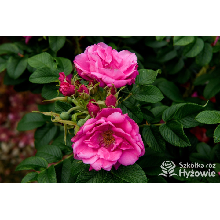 Rosa rugosa Red Foxi® - Rosa rugosa - 