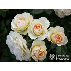 Pastella® - Róże Rabatowe -  Pastella® - Róże Rabatowe -