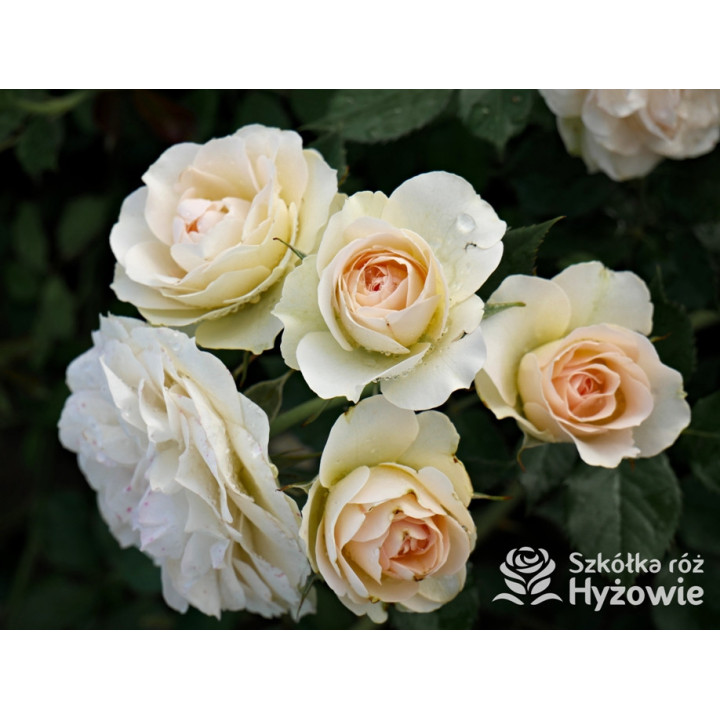 Pastella® - Róże Rabatowe -  Pastella® - Róże Rabatowe -