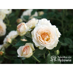 Pastella® - Róże Rabatowe -  Pastella® - Róże Rabatowe -