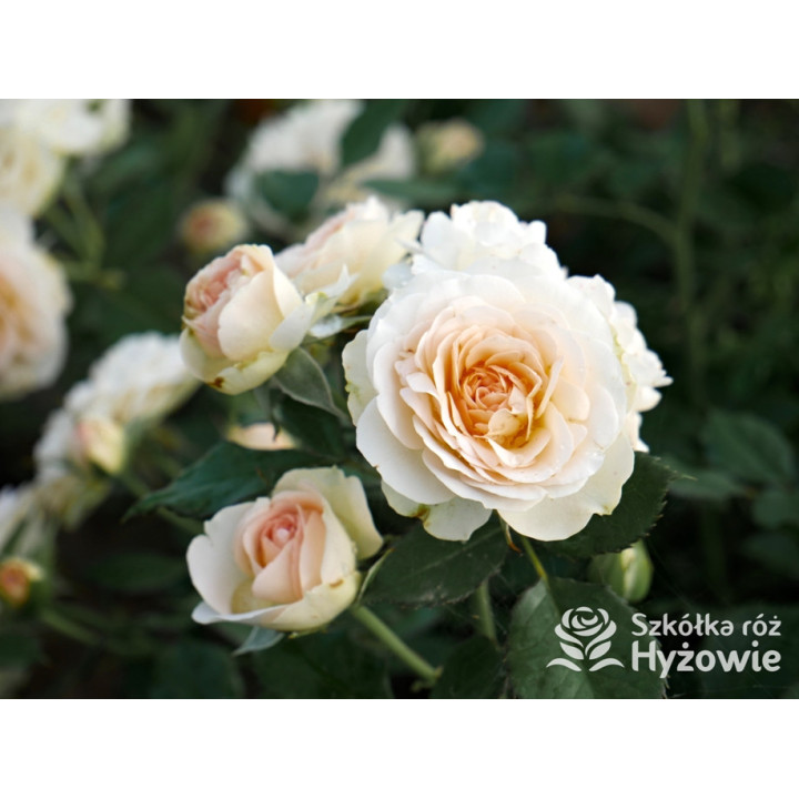 Pastella® - Róże Rabatowe -  Pastella® - Róże Rabatowe -