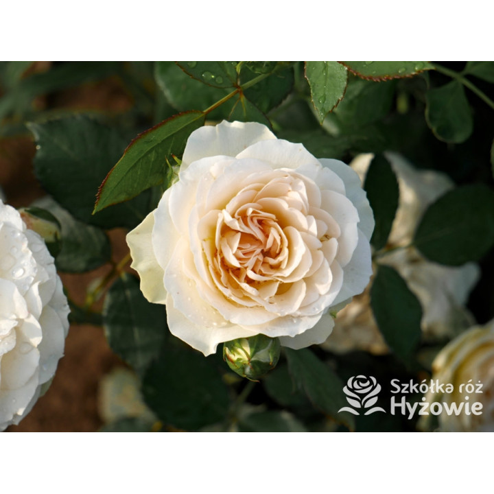 Pastella® - Róże Rabatowe -  Pastella® - Róże Rabatowe -