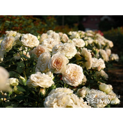 Pastella® - Róże Rabatowe -  Pastella® - Róże Rabatowe -