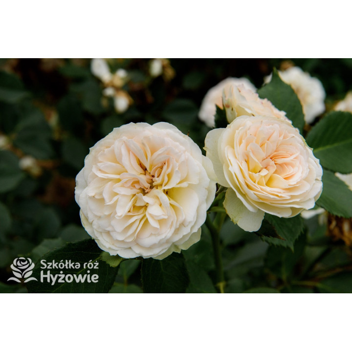 Pastella® - Róże Rabatowe -  Pastella® - Róże Rabatowe -