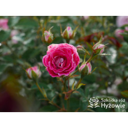 Schöne Koblenzerin® - Róże Rabatowe - 