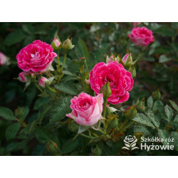 Schöne Koblenzerin® - Róże Rabatowe - 