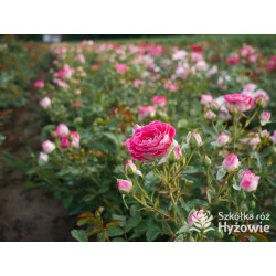 Schöne Koblenzerin® - Róże Rabatowe - 