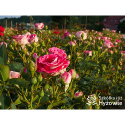 Schöne Koblenzerin® - Róże Rabatowe - 