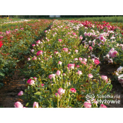 Schöne Koblenzerin® - Róże Rabatowe - 