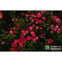 Schöne Koblenzerin® - Róże Rabatowe - 