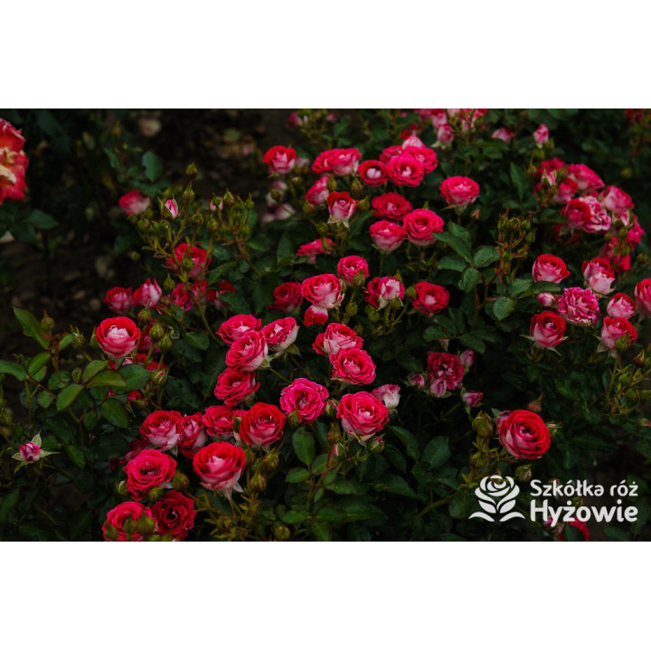 Schöne Koblenzerin® - Róże Rabatowe - 