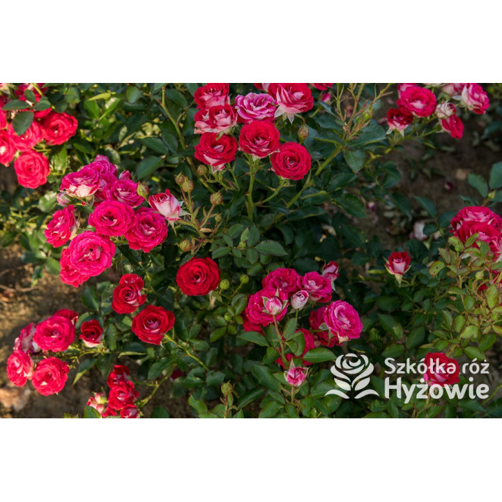 Schöne Koblenzerin® - Róże Rabatowe - 
