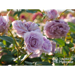 Novalis® - Róże Rabatowe - 