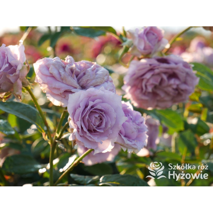 Novalis® - Róże Rabatowe - 