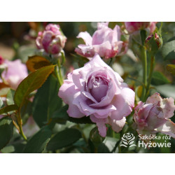 Novalis® - Róże Rabatowe - 