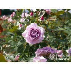 Novalis® - Róże Rabatowe - 