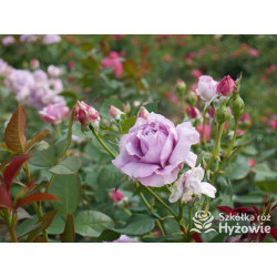 Novalis® - Róże Rabatowe - 