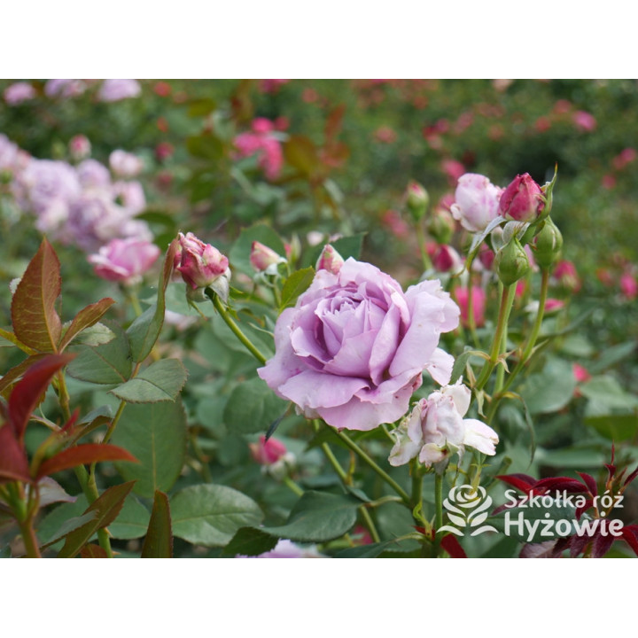 Novalis® - Róże Rabatowe - 