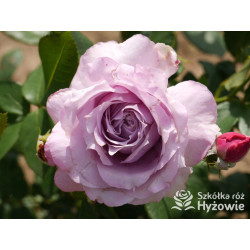 Novalis® - Róże Rabatowe - 