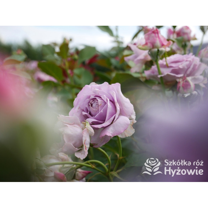 Novalis® - Róże Rabatowe - 