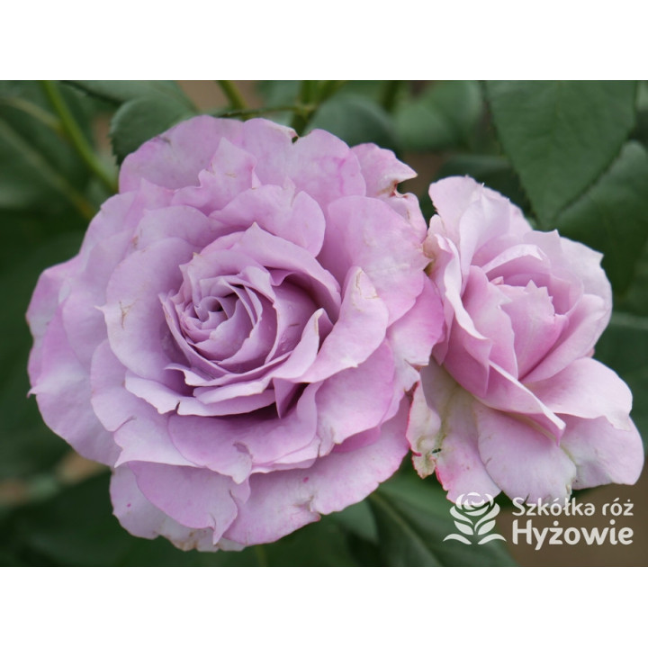 Novalis® - Róże Rabatowe - 