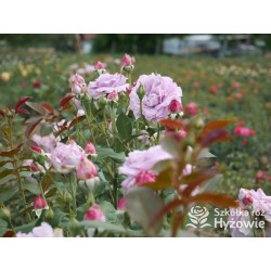 Novalis® - Róże Rabatowe - 