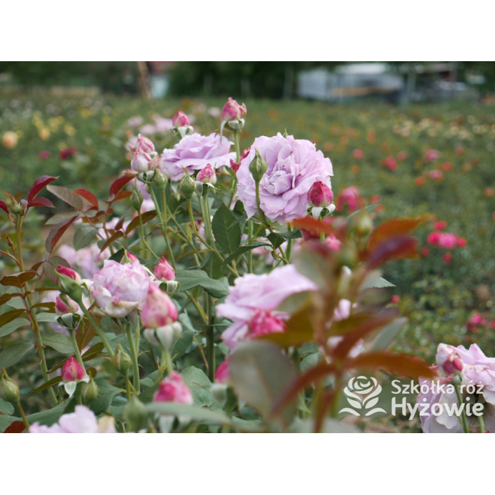 Novalis® - Róże Rabatowe - 