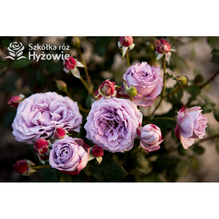 Novalis® - Róże Rabatowe - 