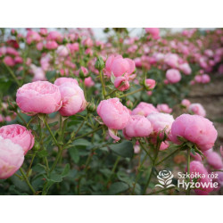 Pomponella® - Róże Rabatowe - 