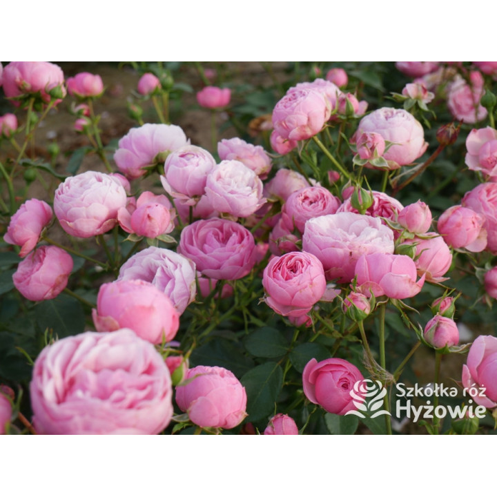 Pomponella® - Róże Rabatowe - 