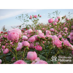 Pomponella® - Róże Rabatowe - 