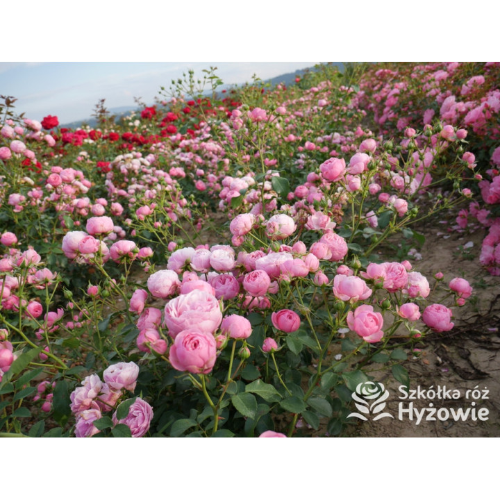 Pomponella® - Róże Rabatowe - 