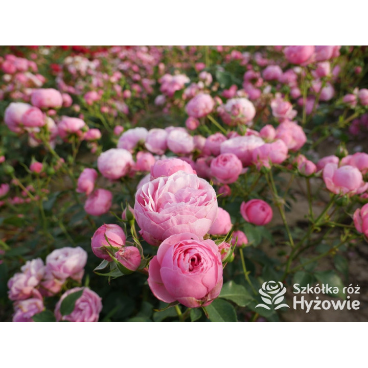 Pomponella® - Róże Rabatowe - 