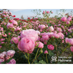 Pomponella® - Róże Rabatowe - 