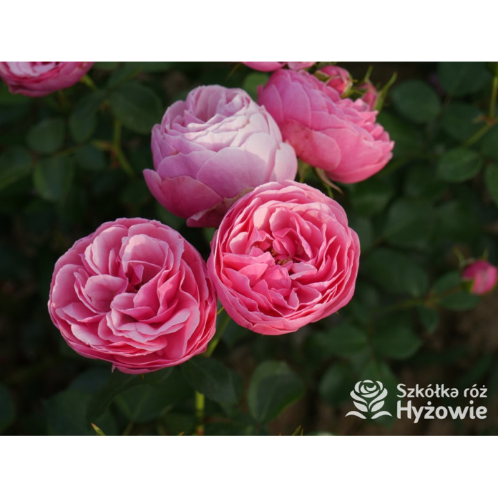 Pomponella® - Róże Rabatowe - 