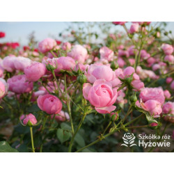 Pomponella® - Róże Rabatowe - 