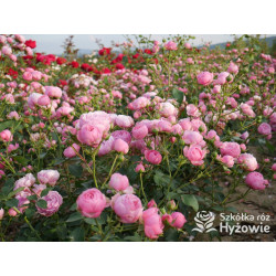 Pomponella® - Róże Rabatowe - 