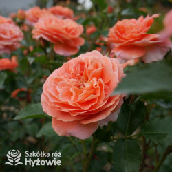 Mango® - Róże Rabatowe - 