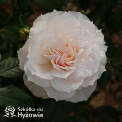 Royal Diva™ - Róże Rabatowe -